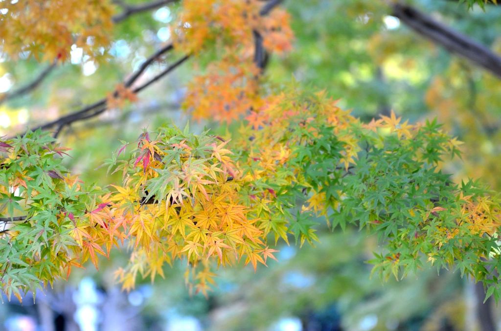ばんな寺-11