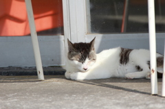 ひるねねこ