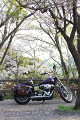 葉桜だけど...
