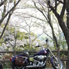 葉桜だけど...