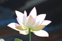 建長寺　蓮の花