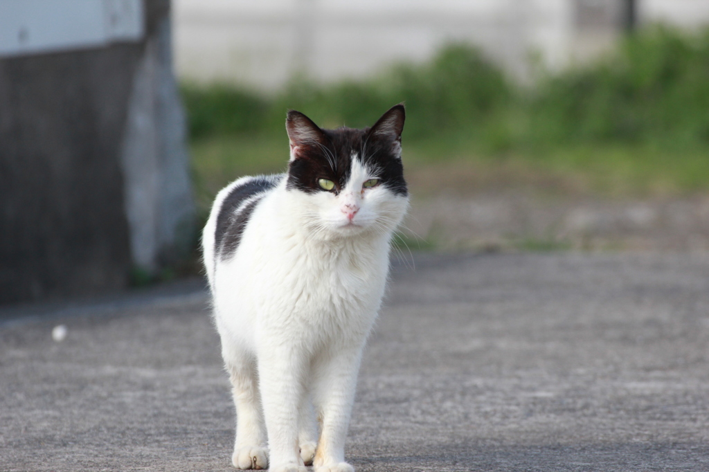 ねこ