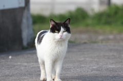ねこ