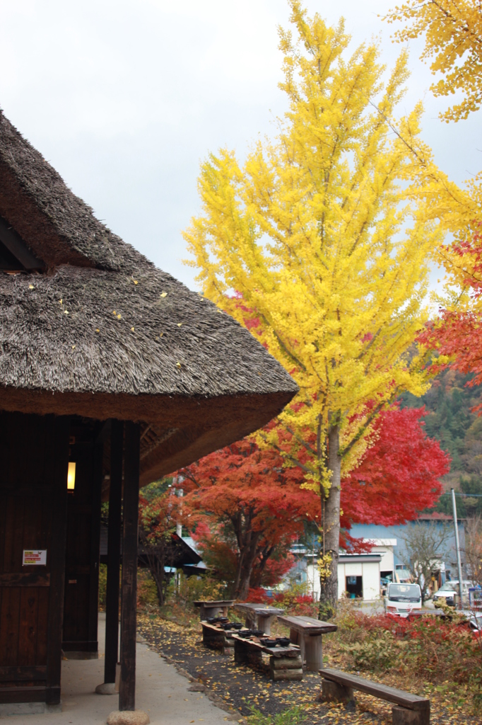 紅葉
