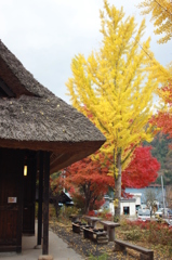 紅葉
