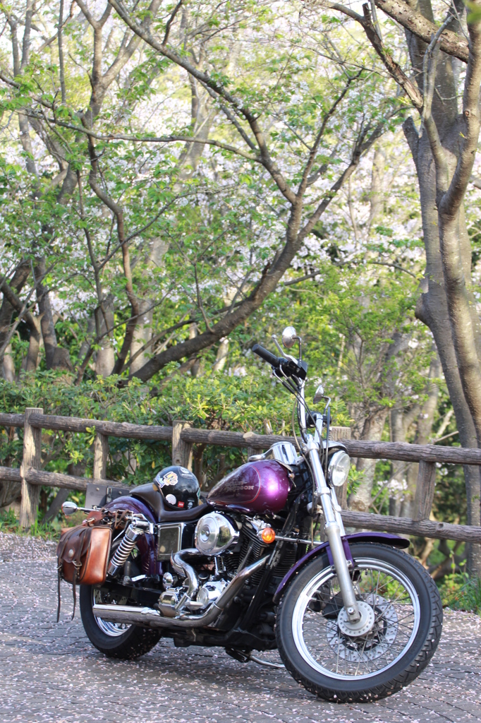 葉桜だけど2...