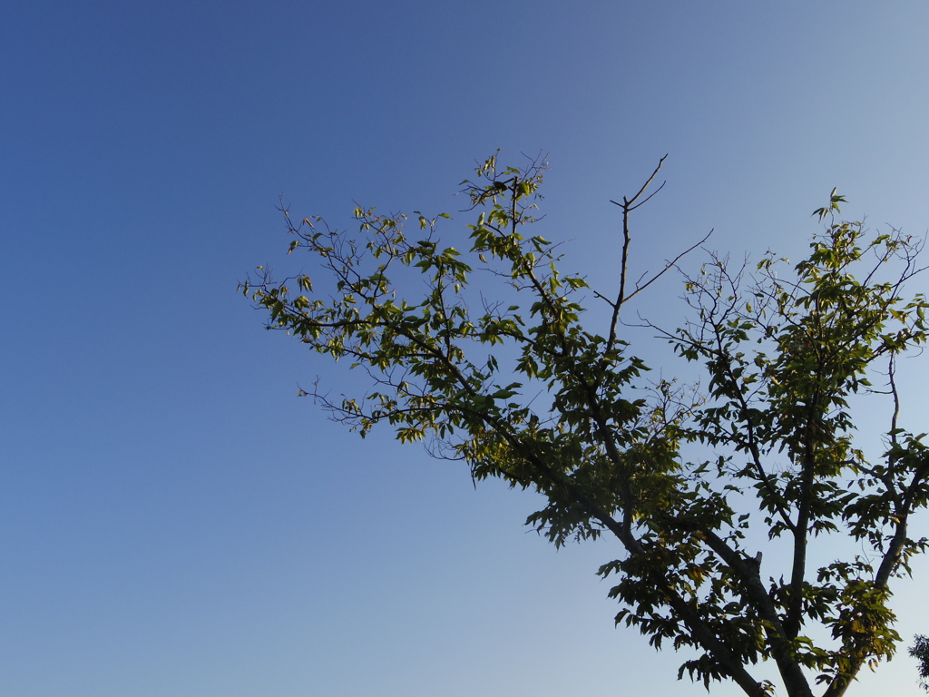 秋空