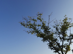 秋空