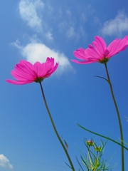 秋空にむかって力強く