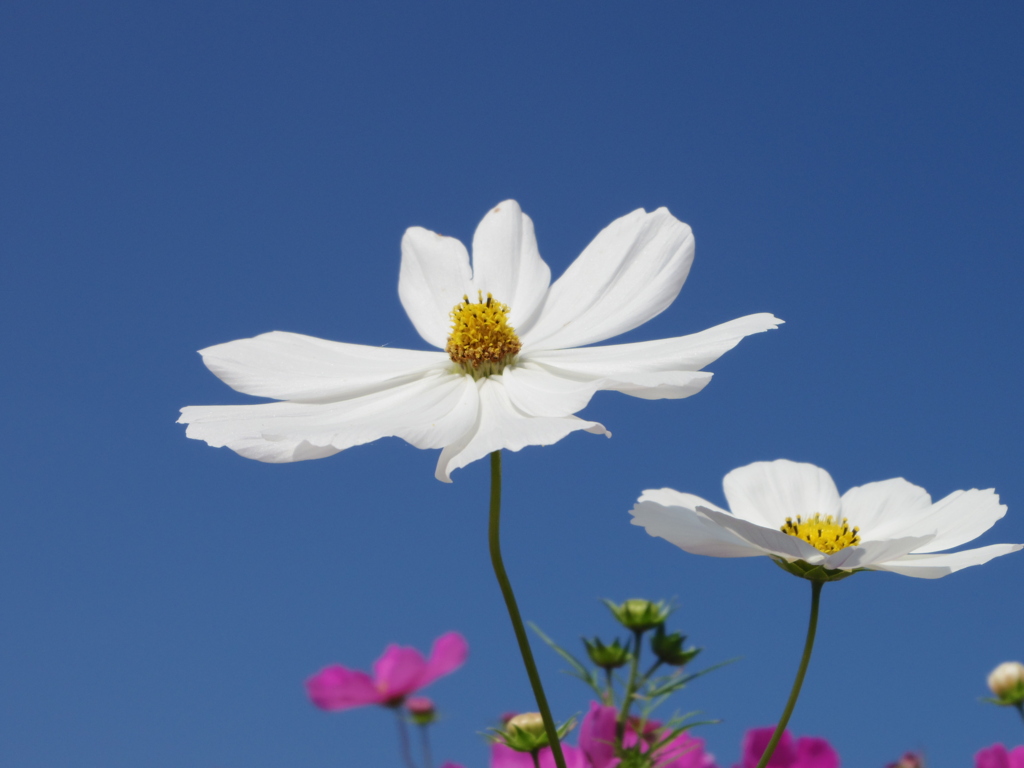 秋空と秋桜