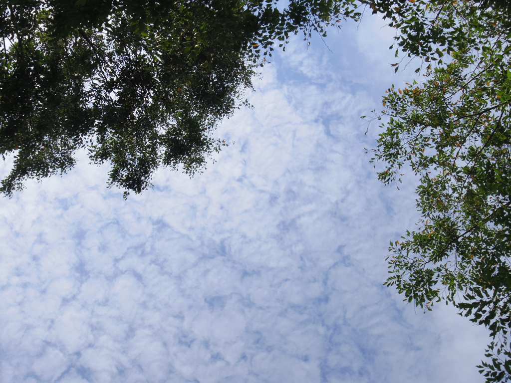 秋空