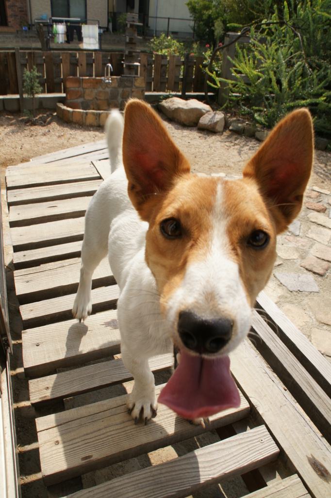 ジャックラッセルテリア