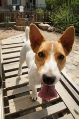 ジャックラッセルテリア