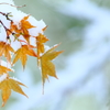雪もみじ IV