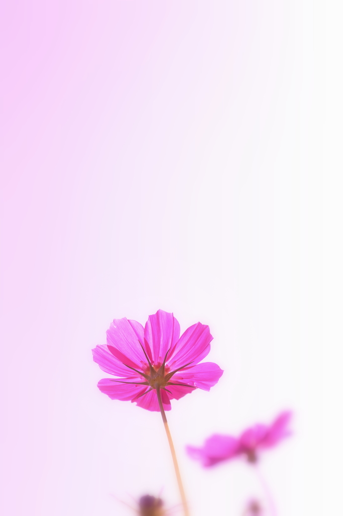 可憐な秋 III