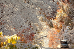 雪紅葉