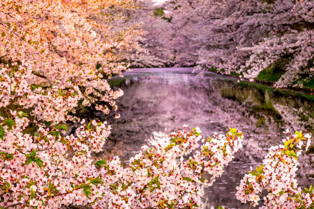 朝日が昇る頃 III