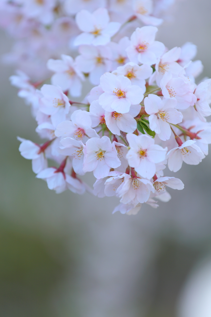 盛岡の桜 I