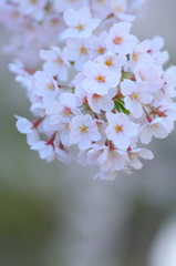 盛岡の桜 I
