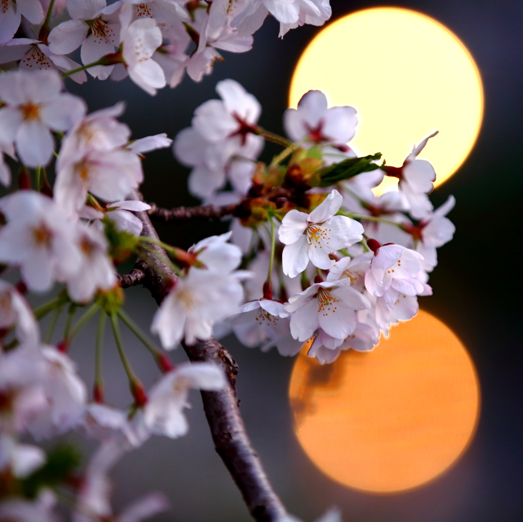 桜前線北上中 VIII