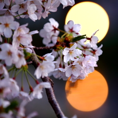 桜前線北上中 VIII