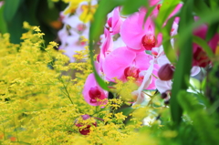 夜越山森林公園洋ランまつり