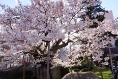 満開の石割桜 II