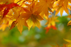 紅葉の奥入瀬渓流 48