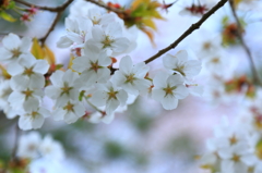 いちょう公園の桜 いちょう公園の桜