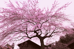 Sakura of nostalgia