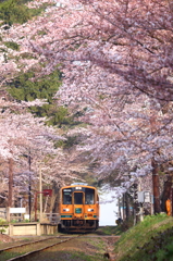 津鉄の桜 VI