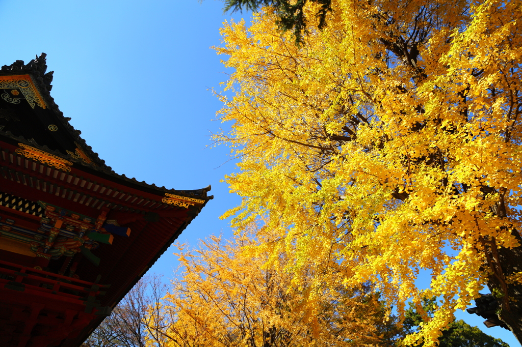Yellow in the blue
