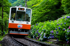 箱根あじさい電車 XII