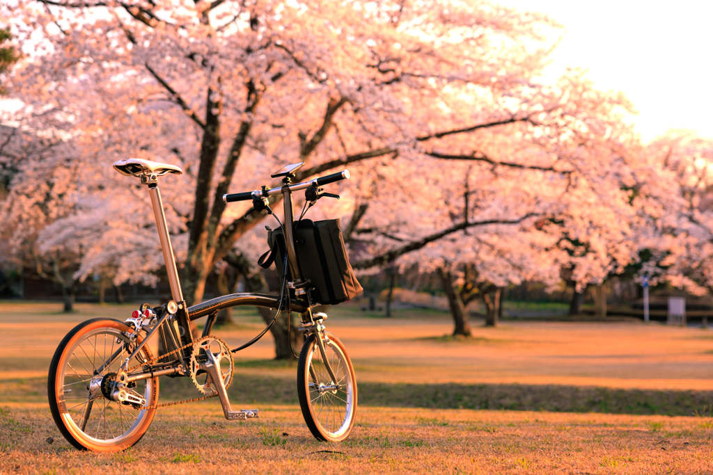 夕暮れ桜 01