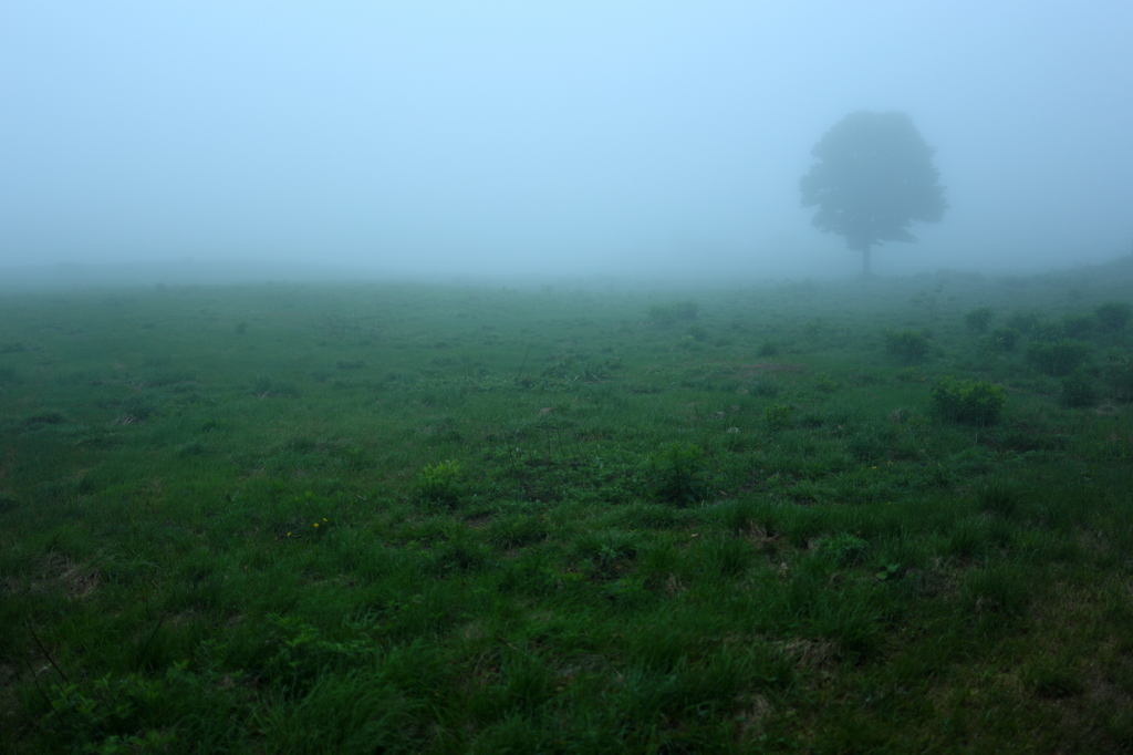 Trees alone