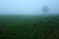Trees alone