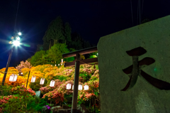 夜の天王つつじ