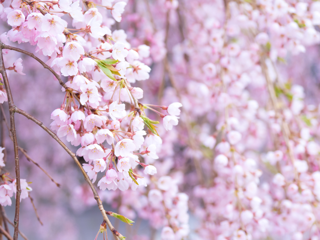 枝垂れ桜 -爽やか- I