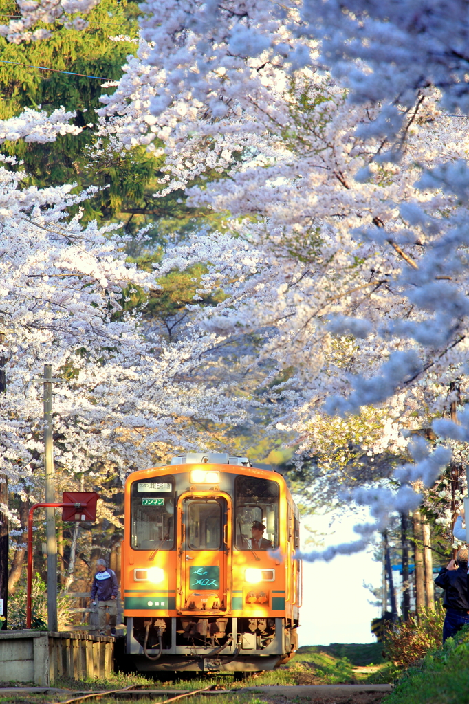 津鉄の桜II VI