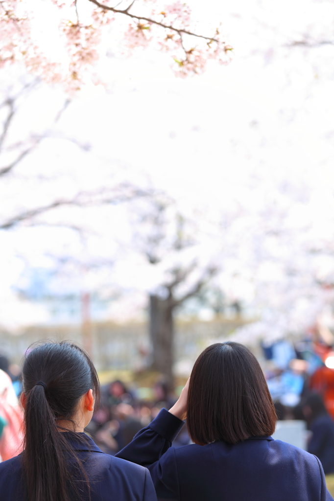 盛岡の桜 XIV