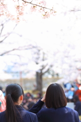 盛岡の桜 XIV