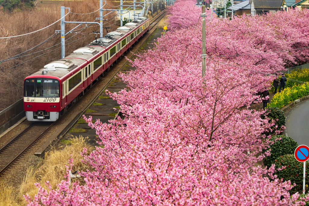 お花見列車 II