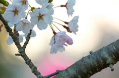 夕暮れのいちょう公園の桜 夕暮れのいちょう公園の桜
