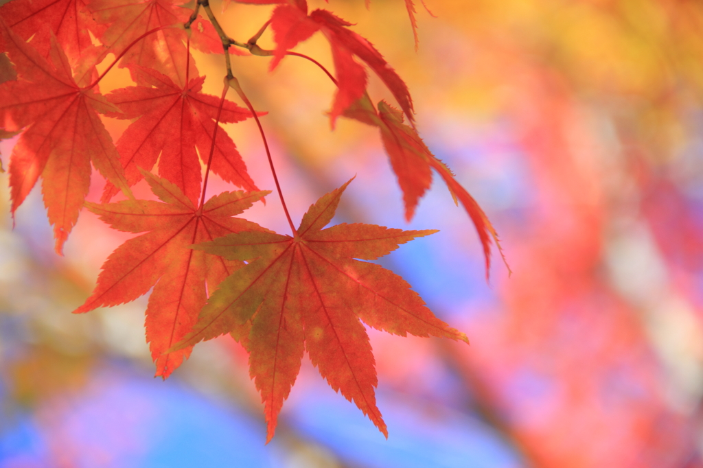 色づき始めの薬研渓流にて