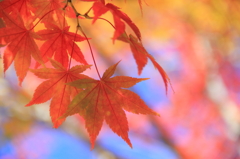 色づき始めの薬研渓流にて