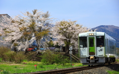 桜と大湊線