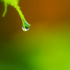 雨上がり V