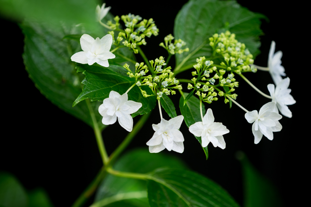 東慶寺・紫陽花 I