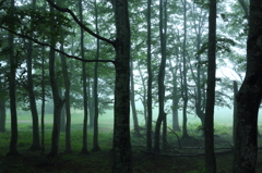 Forest of fog V