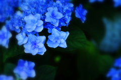 Hydrangea IV